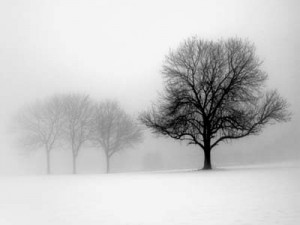 Winter-Trees-I-by-Ilona-Wellmann-AB4936